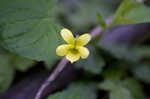 Downy yellow violet